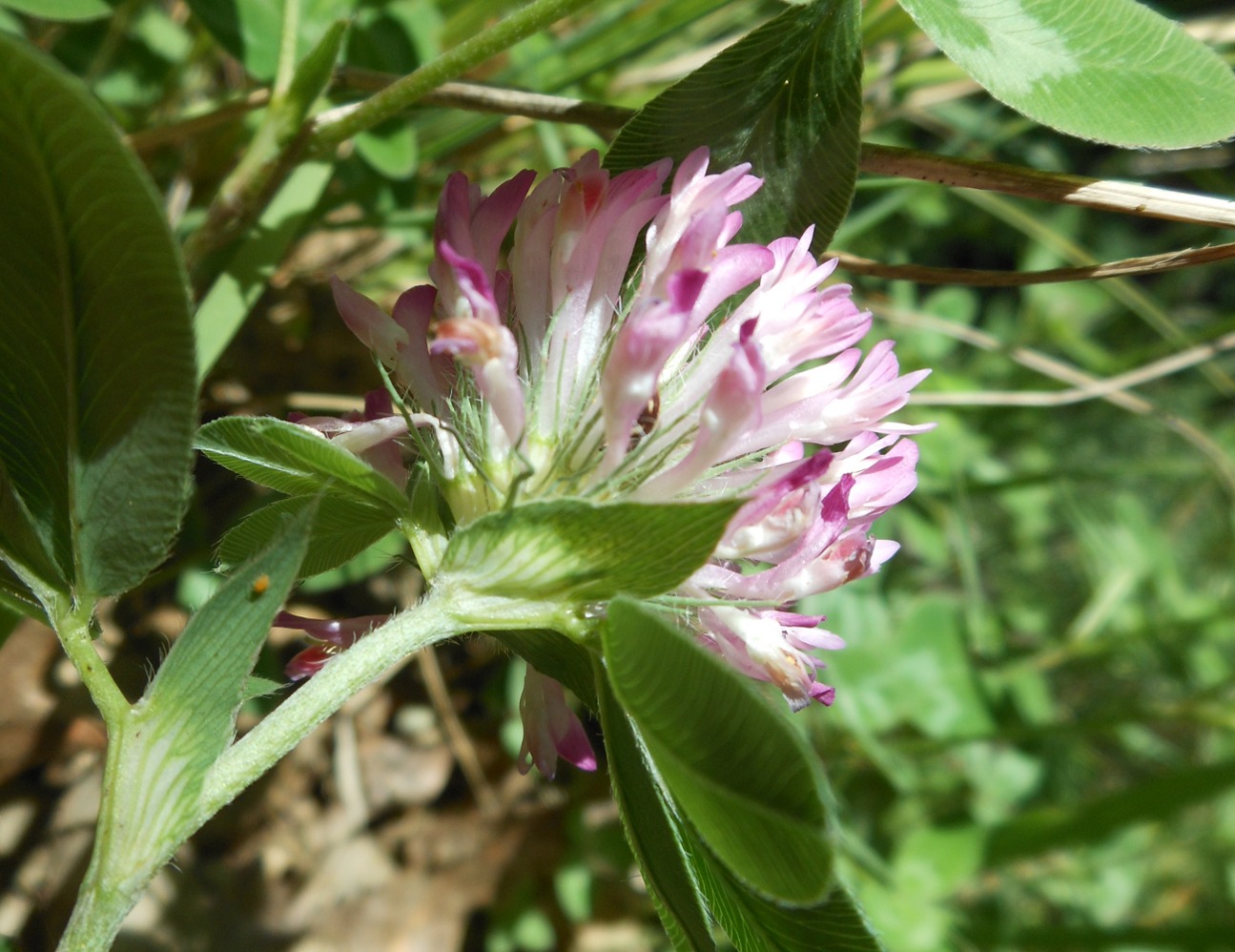 Trifolium medium L. / Trifoglio medio